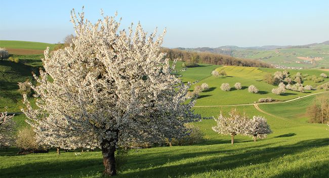 Nachhaltigkeitsregeln sorgen im Aargau für einen politischen Sturm 