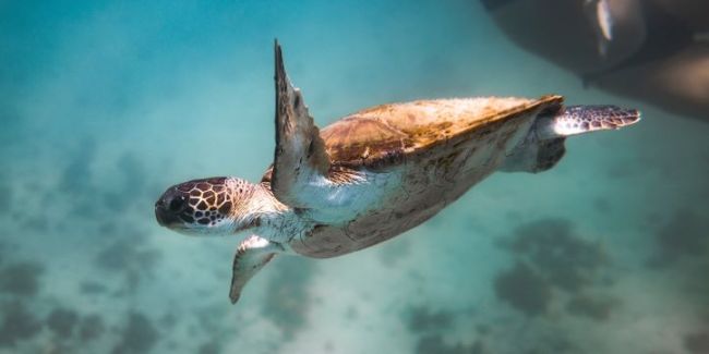 Biodiversität ist das nächste grosse Thema, das auf den Finanzplatz zukommt