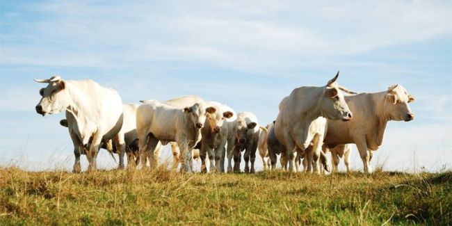 Die UBS geht ein 'Hochrisiko'-Geschäft mit Rindfleischkonzern aus Brasilien ein