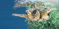 Meeresschildkröte löst Intervention der Bankiervereinigung aus