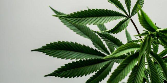 Schweizer Banken haben etwas gegen Cannabis im Depot