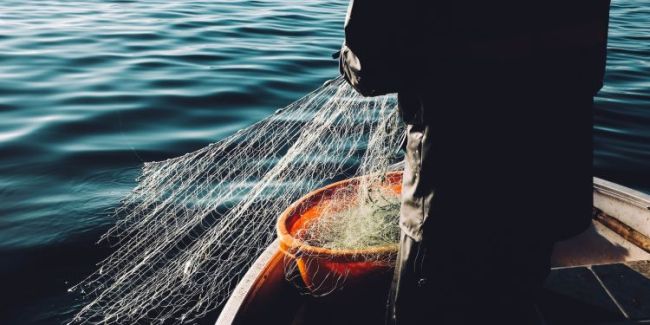 Fisch auf vernünftige Art